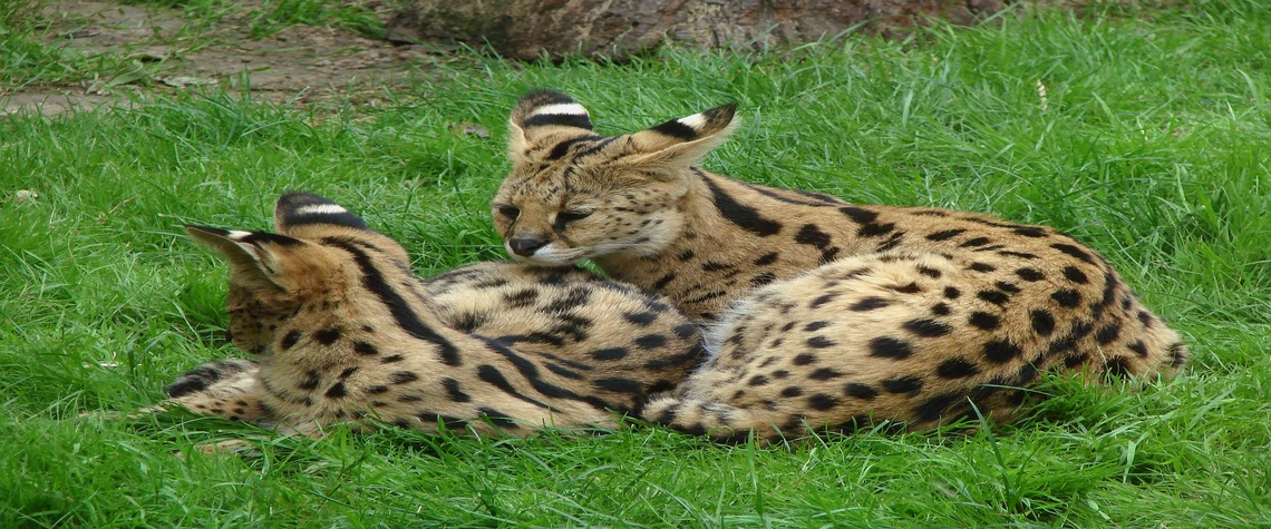 Serval Facts Information   Vogels