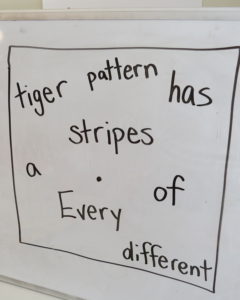 tigers writing prompt, scrambled facts