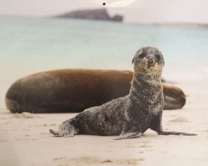 friendly letter about a pet otter