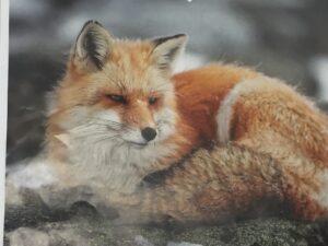 fox picture to go along with the persuasive letter