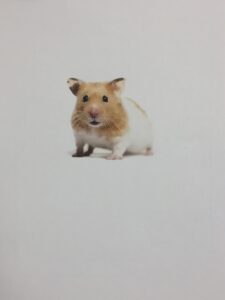 hamster picture to go along with the persuasive letter