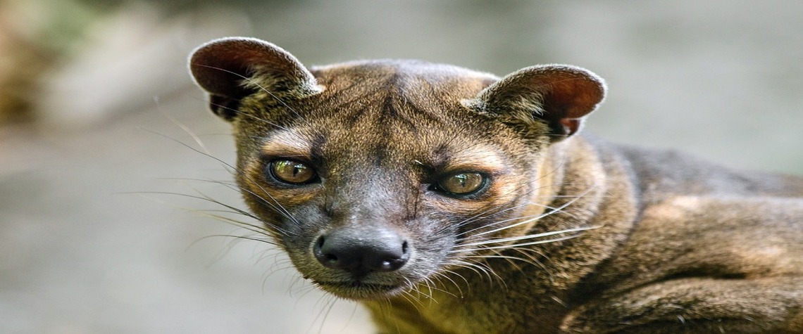 Three Little Lemurs and the Big Bad Fossa – Fun Writing Ideas