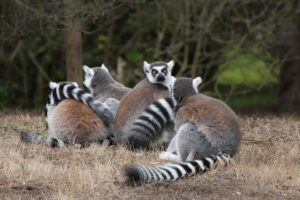 lemurs