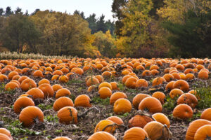 pumpkins in a patch
