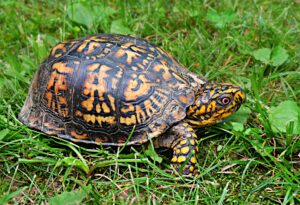 how to write a diamante poem, box turtle