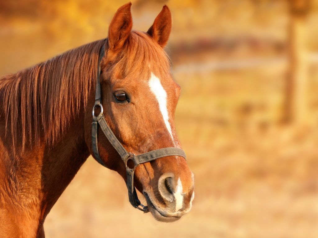 a calendar picture of a horse