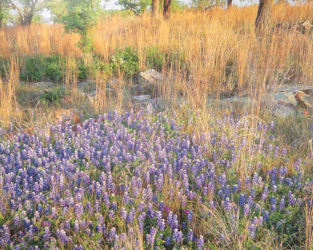 A field of lavendar, 5 minute writing activity