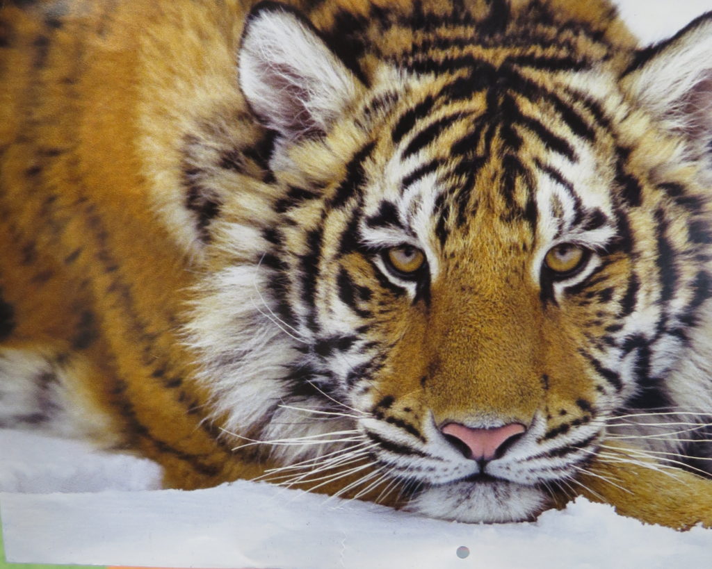 a picture of a tiger