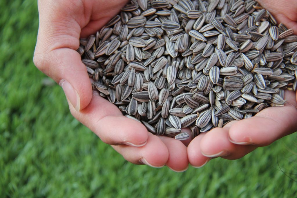Sunflower seeds for a science fiction story