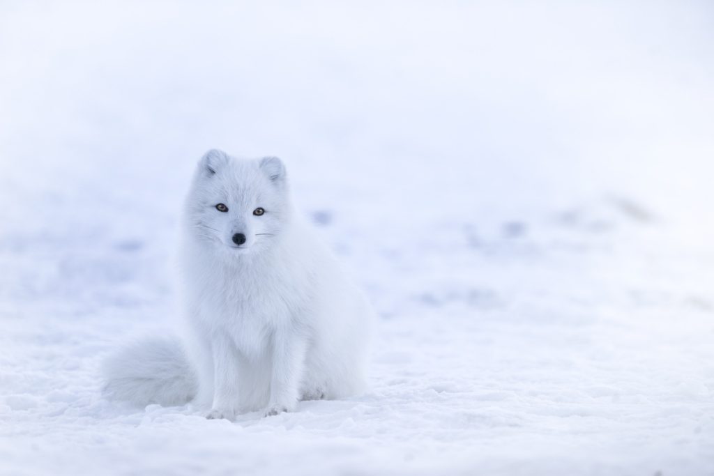Arctic Fox for a science fiction story
