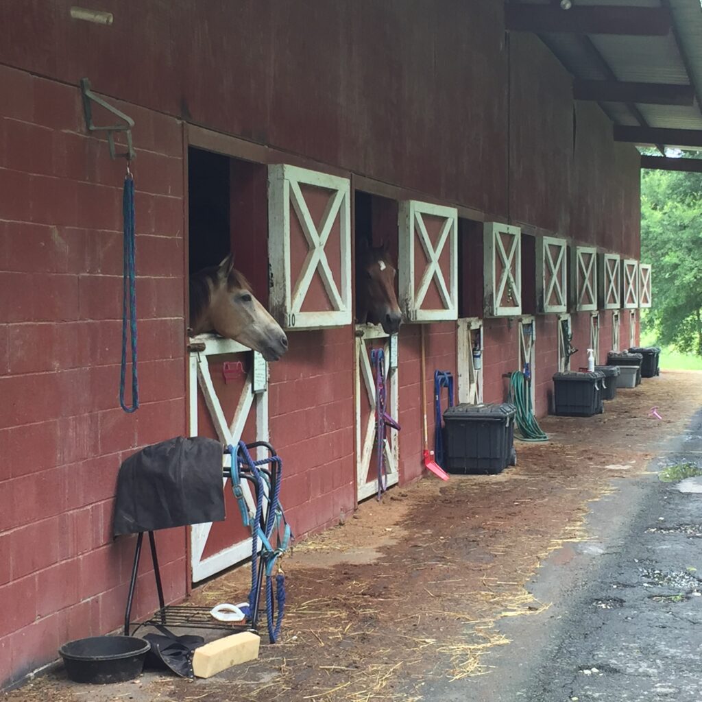horses looking out their stalls