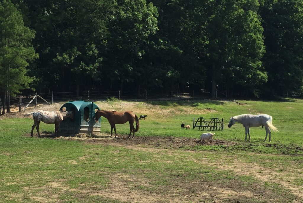 horses grazing in the field
