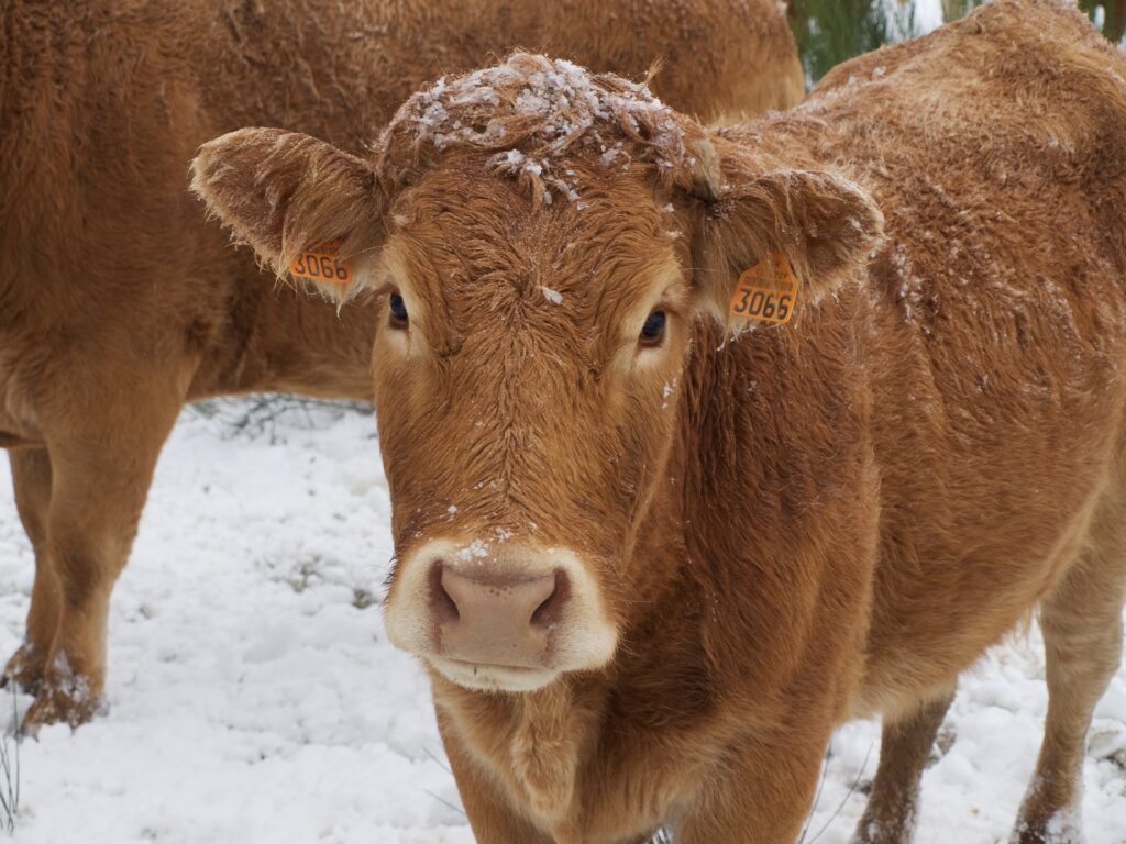 cows up close with snow