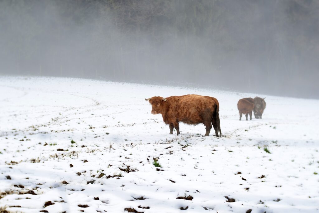 cows in a field of snow