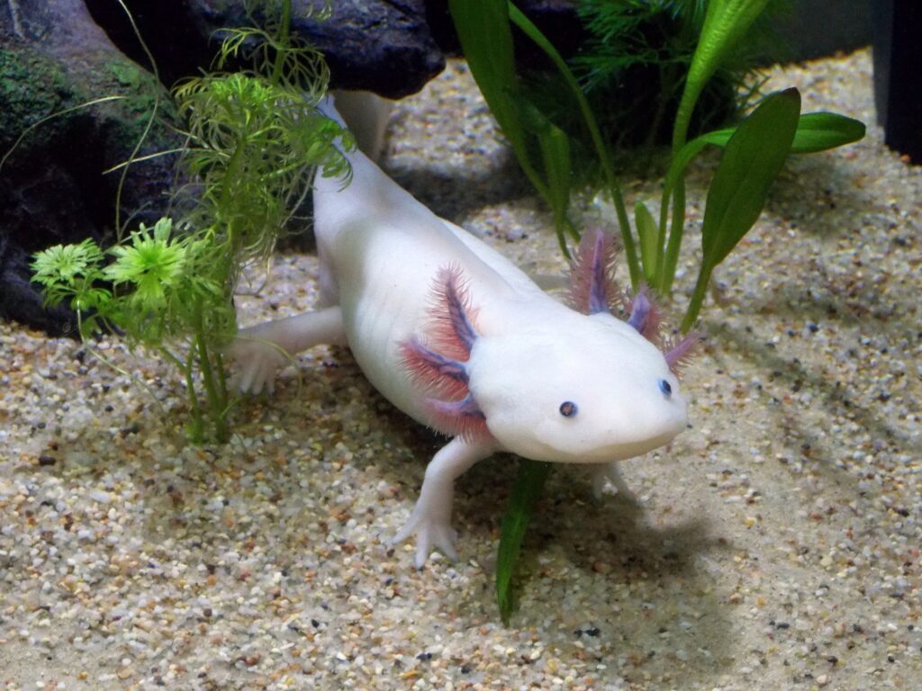 non-fiction writing lesson-axolotl