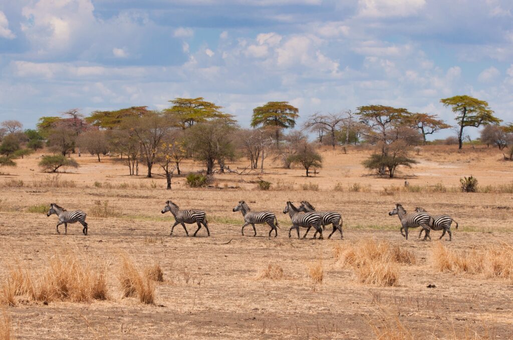 An image of the African savanna