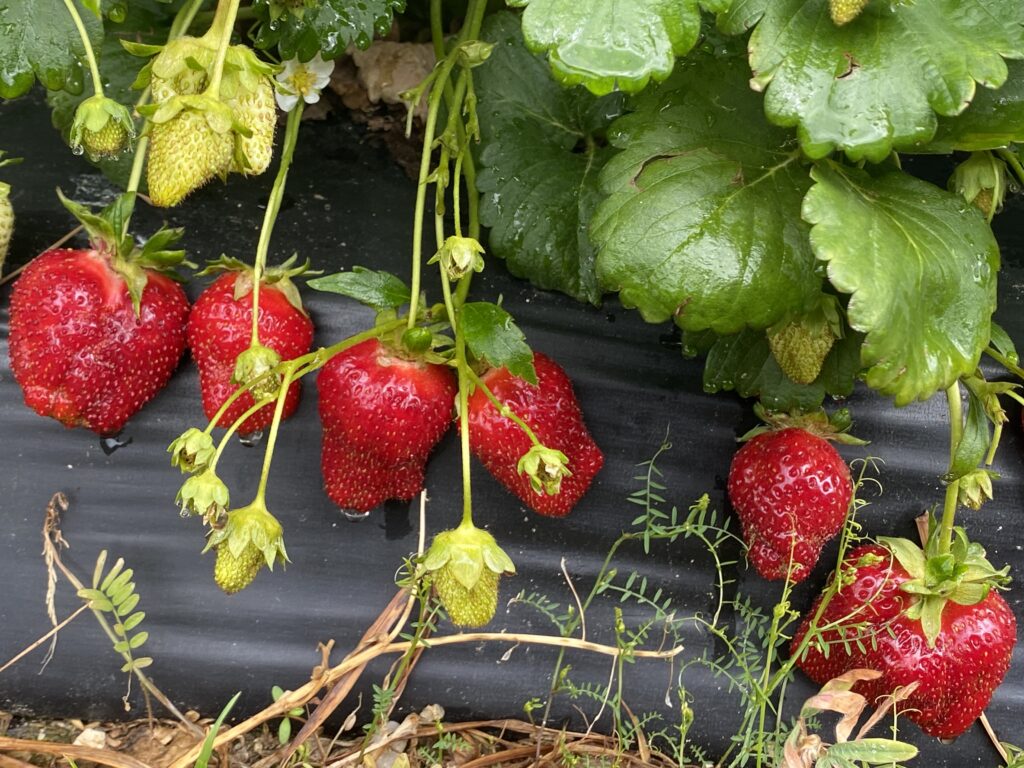 Strawberry writing prompts for kids, string of strawberries