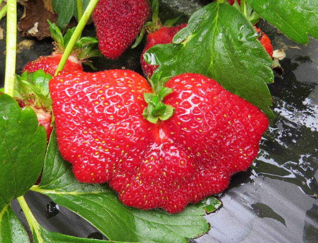 Strawberry strength writing prompts