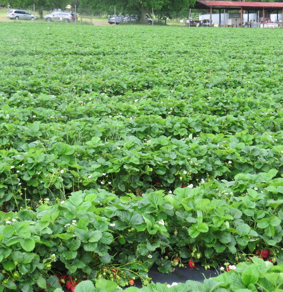 strawberry patch 